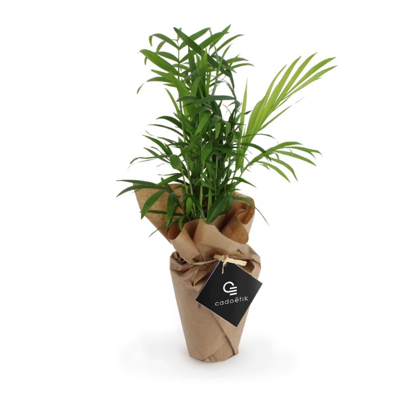 Plante publicitaire Palmier avec pot biodégradable zéro déchet