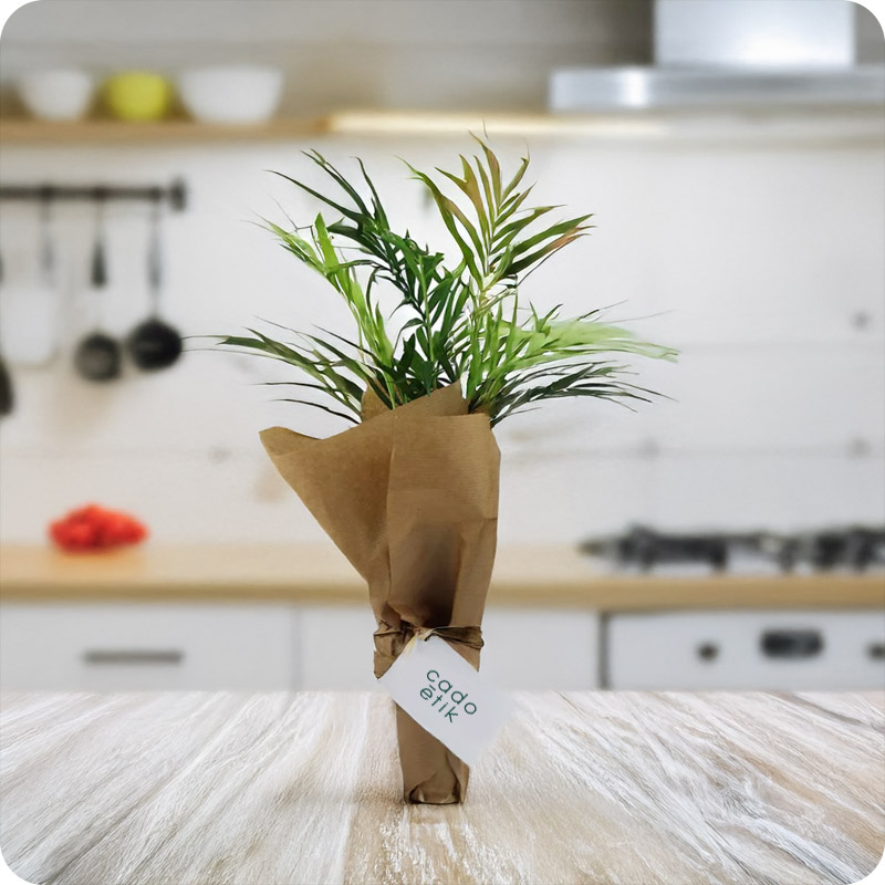Palmier en pot biodégradable   _00