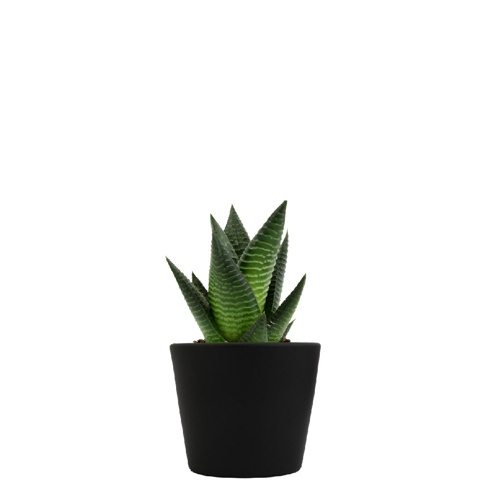 Mini plante dépolluante en pot céramique_Noir
