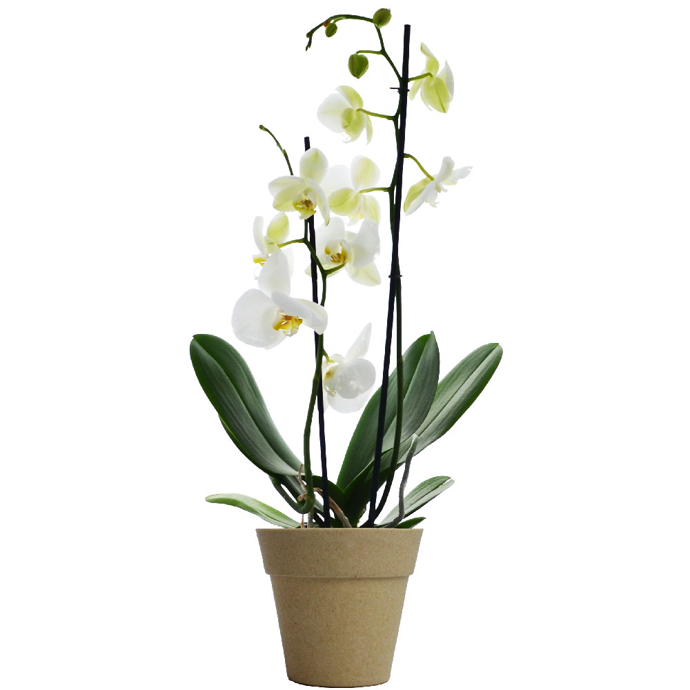 Petit modèle d'Orchidée dans pot en fibre de bambou_Beige