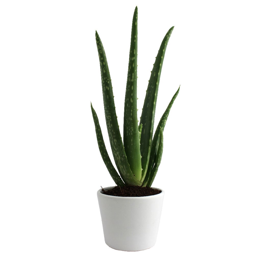 Plant d'Aloé vera en pot blanc ou terre cuite_Blanc