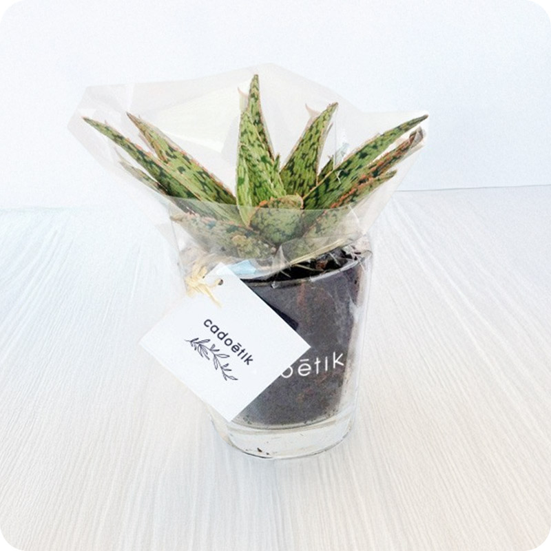 Plante dépolluante dans pot en verre_00