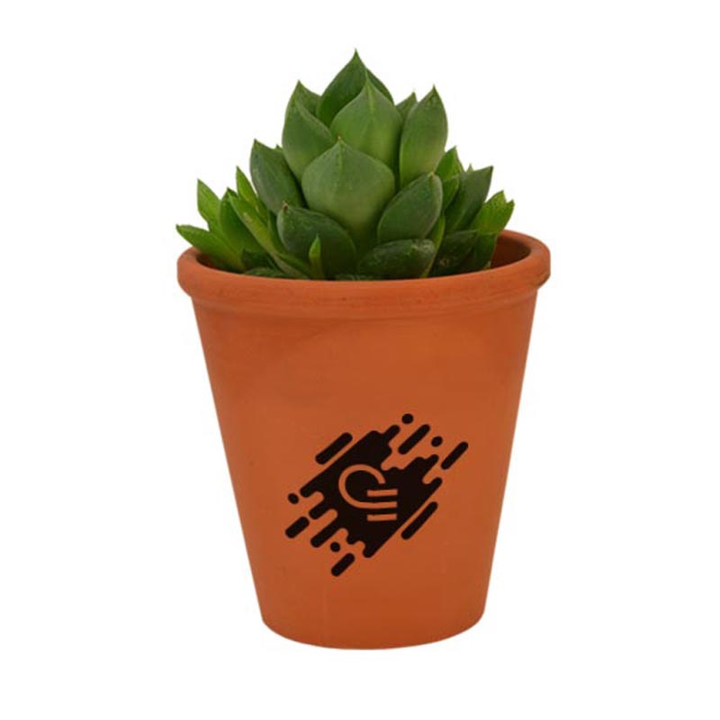 Plante  dépolluante Pot terre cuite 10 cm