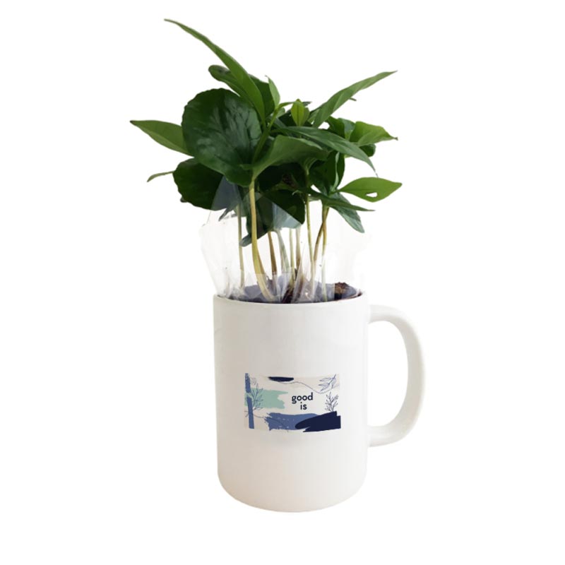 Caféier en mug personnalisable_02