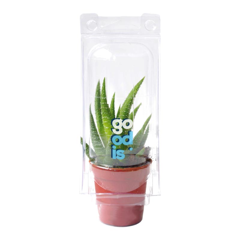 Mini serre avec cactus ou succulente en pot_02