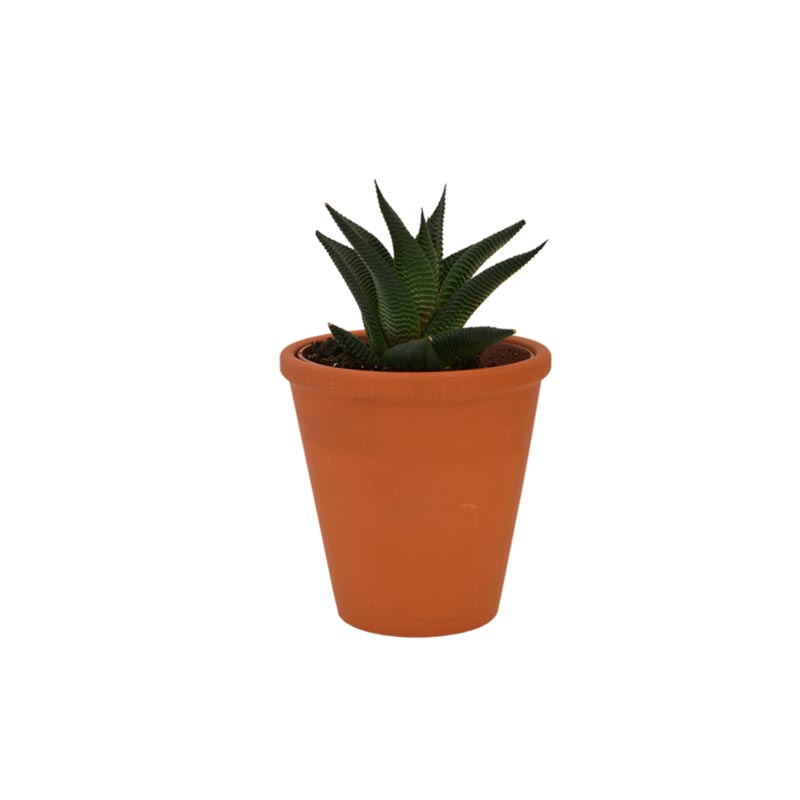 Plante dépolluante dans pot en terre cuite_05