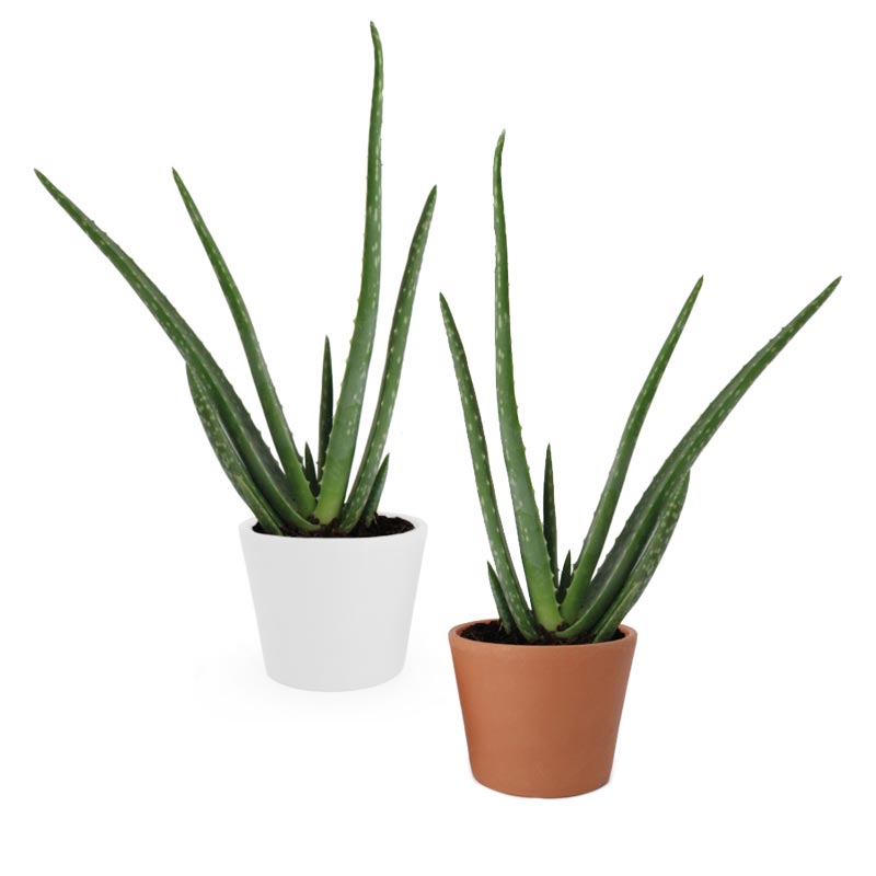 Plant d'Aloé vera en pot blanc ou terre cuite_02