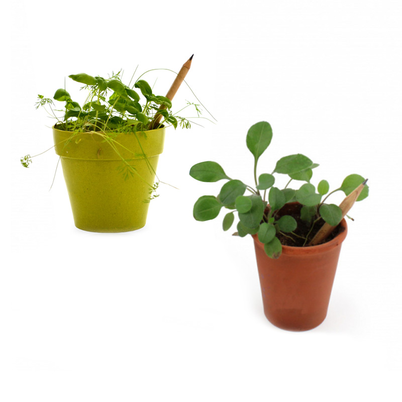 Crayon à planter Sprout_03