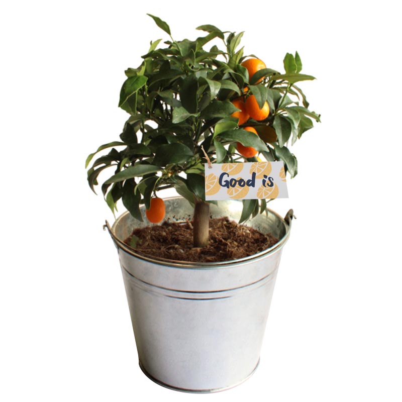 Goodies plante oranger - pot de 14/15 cm en zinc ou osier