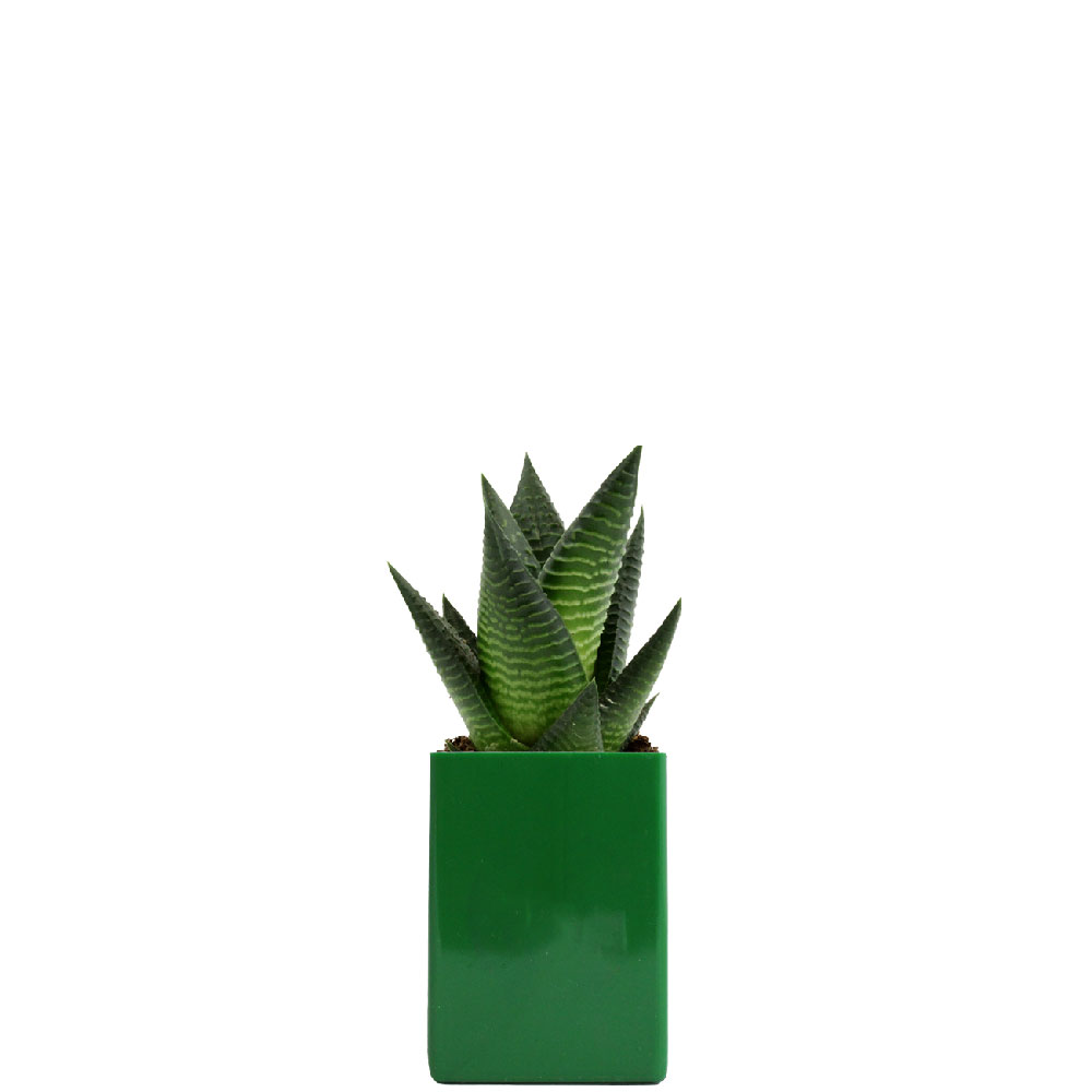 Vert