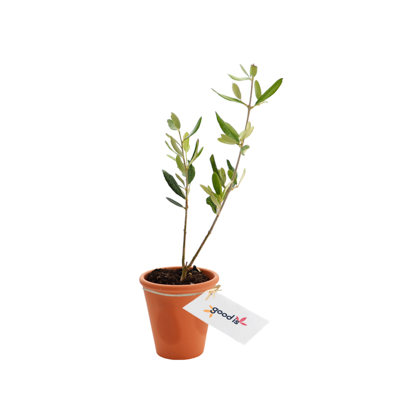 Plant d'arbre Prestige dans pot en terre cuite _02