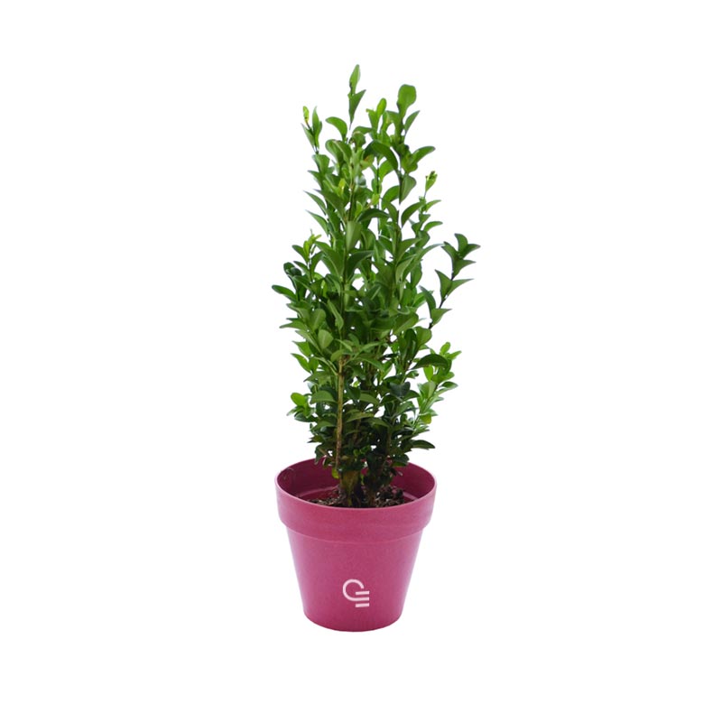 Goodies Made in France - Plant d'arbre en pot Fibre de Bambou 10 cm -Feuillus