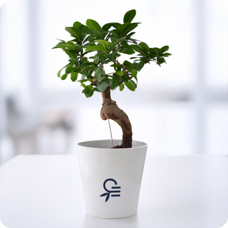 Ficus ginseng dans pot en céramique_00