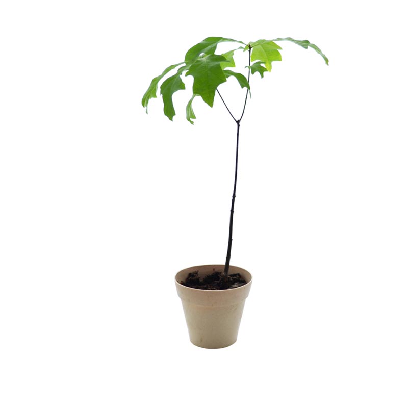 Plant d'arbre Feuillus dans pot en fibre de bambou _02