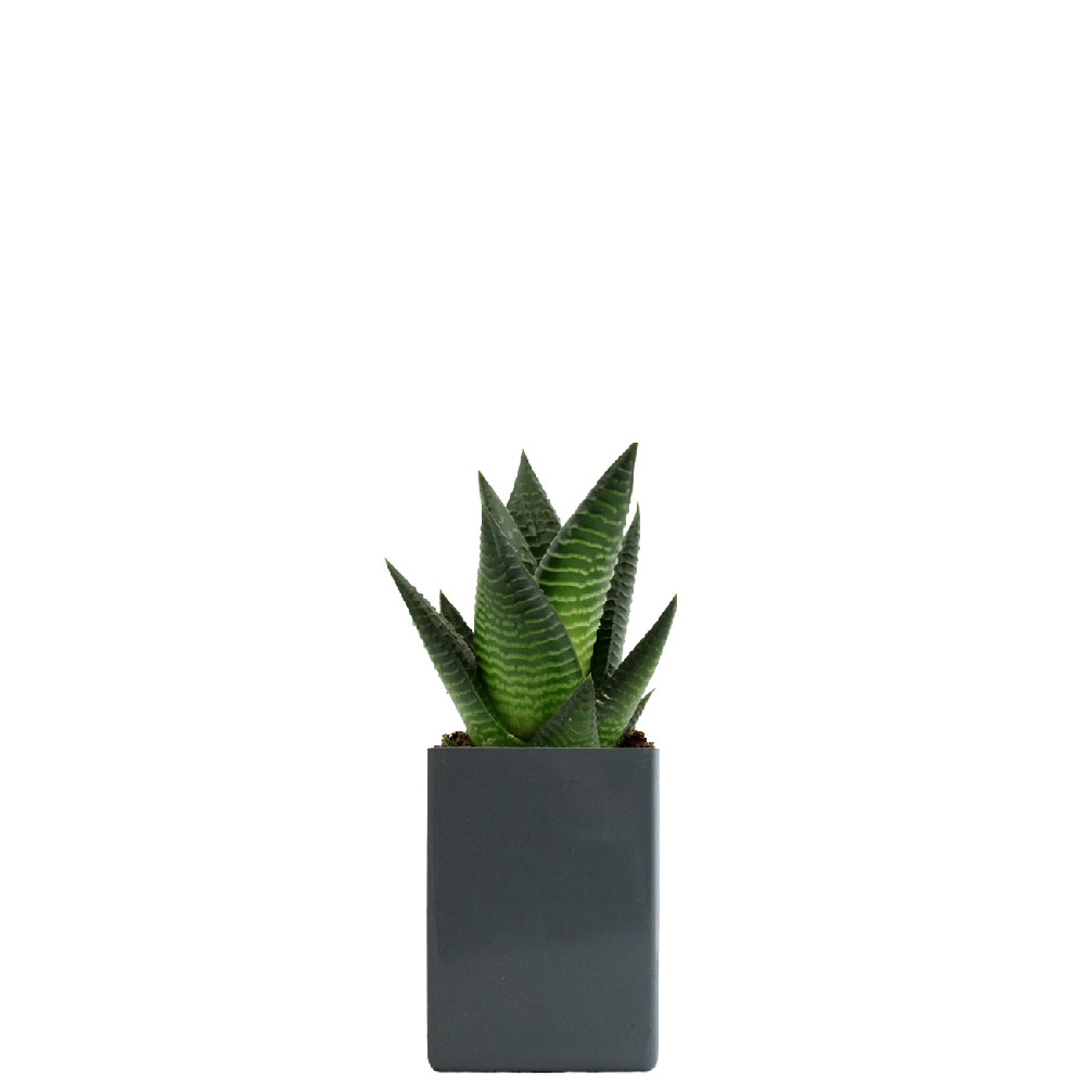 Le Pot ' Ordi végétal_Gris