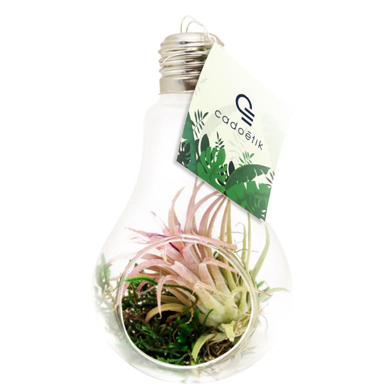 Plante publicitaire dans vase ampoule Tillandsia