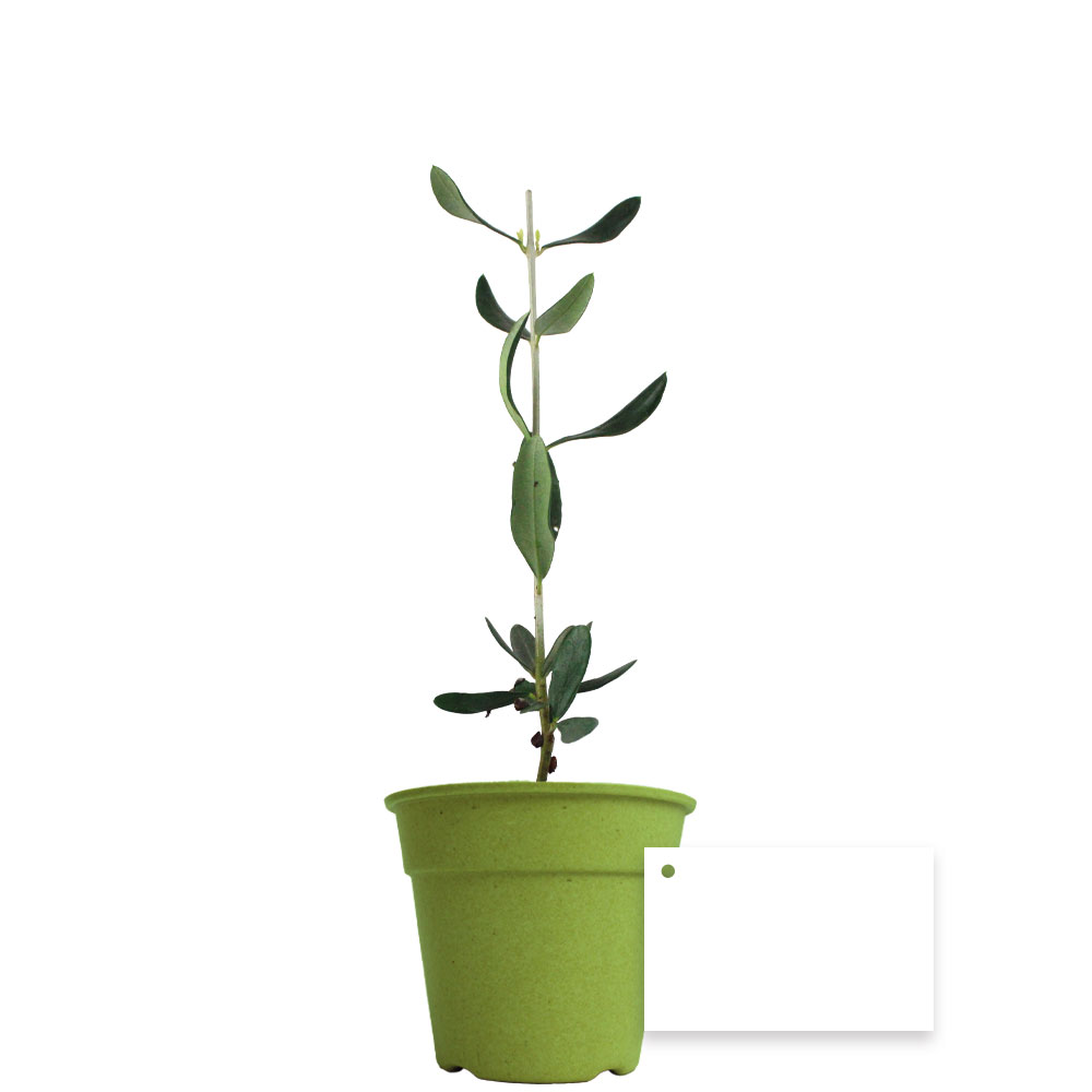 Plant d'arbre Prestige dans pot en fibre de bambou_Vert