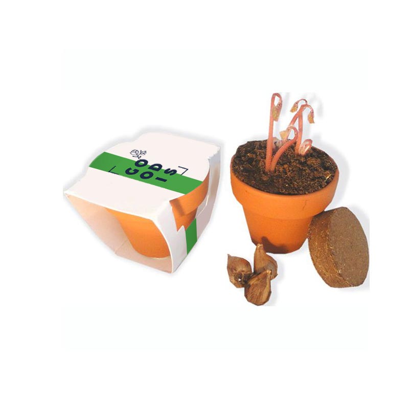 Kit de plantation de trèfle dans pot en terre cuite_02