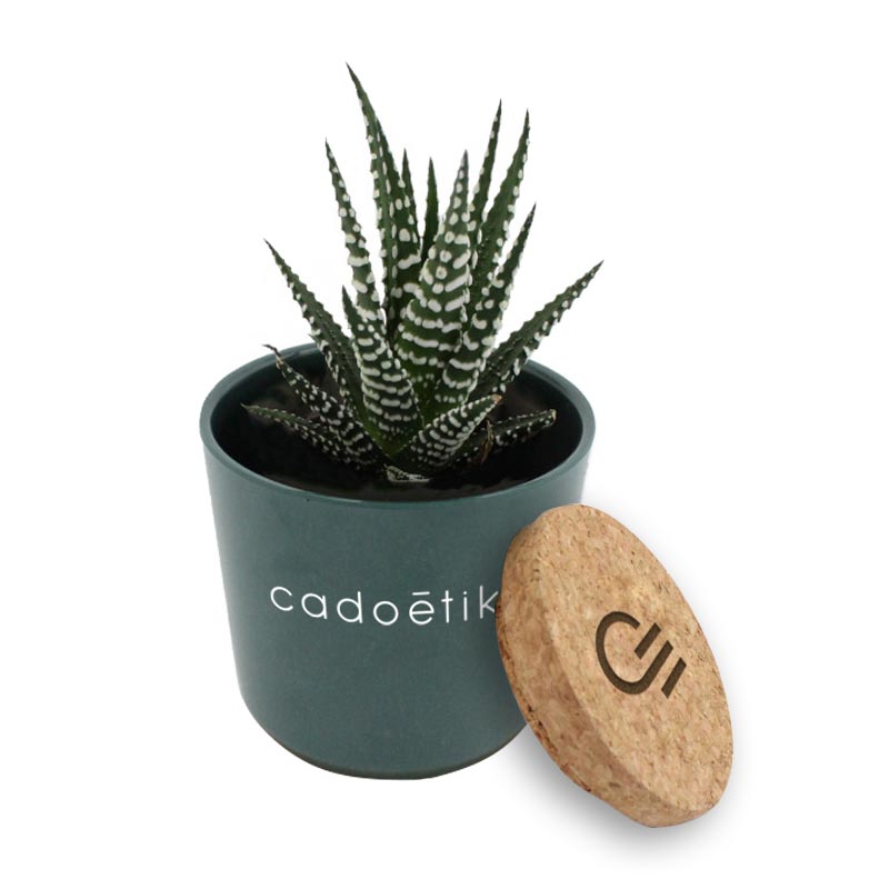 Goodies écologiques - Mini plante dépolluante publicitaire pot en bambou