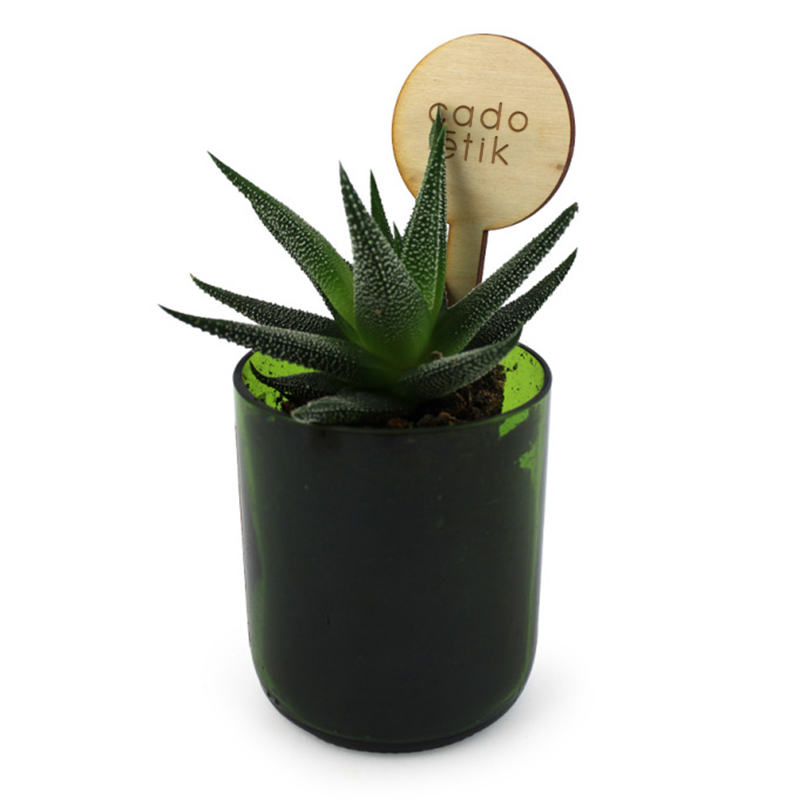 Plante dépolluante dans un pot en verre recyclé de bouteille_1