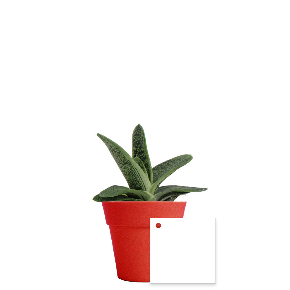 Plante dans pot en fibre de bambou_Rouge