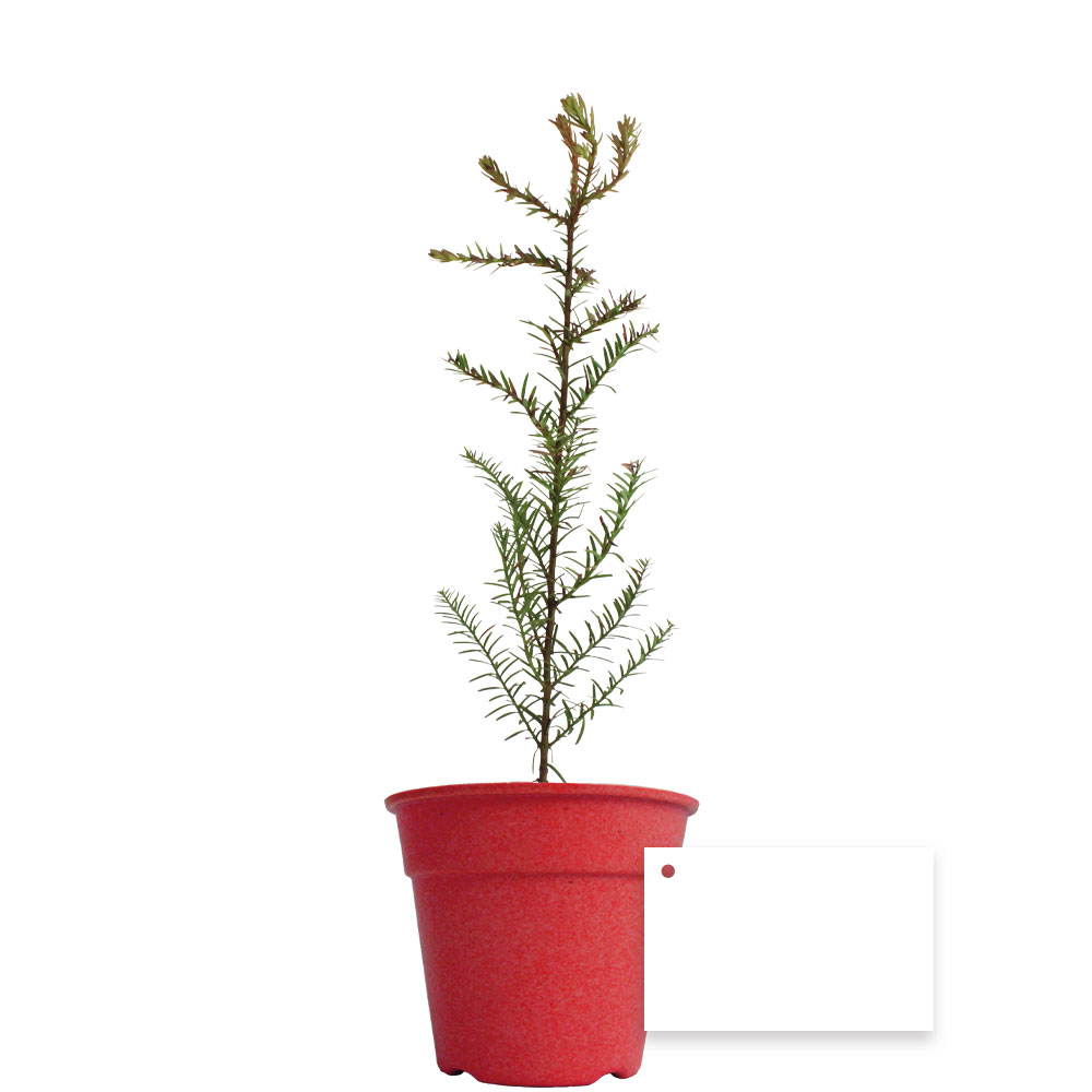 Plant d'arbre Feuillus dans pot en fibre de bambou _Rouge