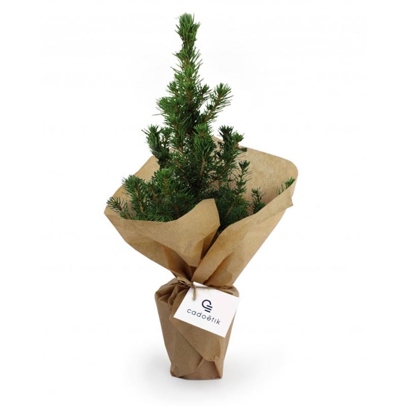 Sapin de Noël personnalisable - Plante publicitaire