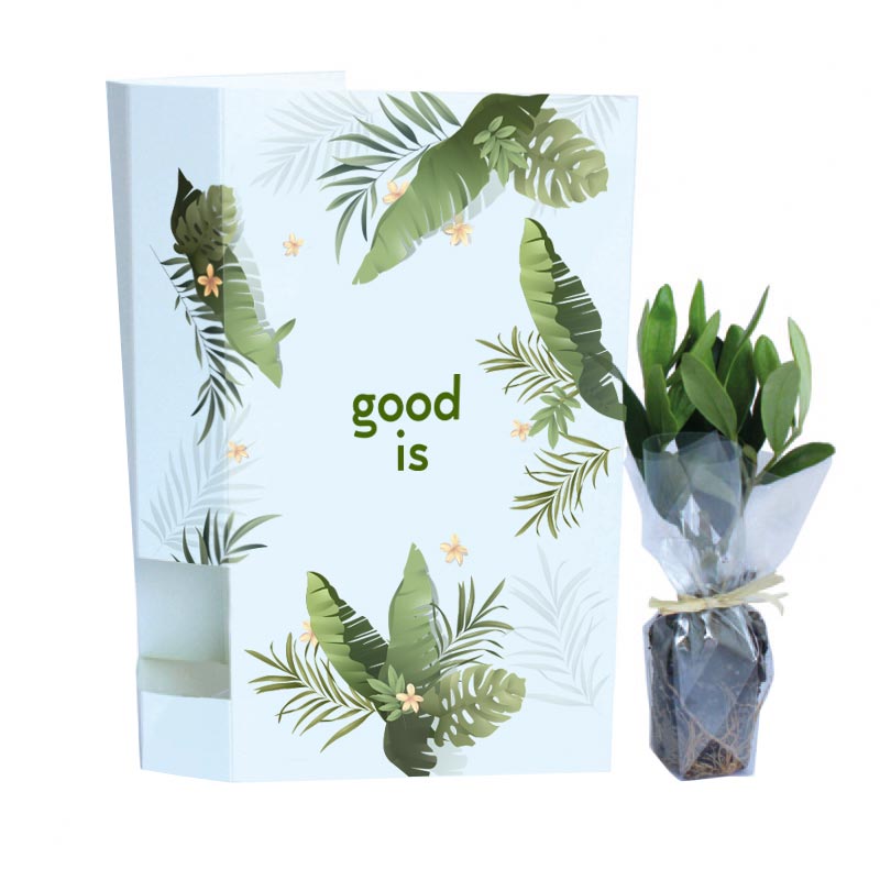 Plante personnalisable - Plante Postale - Bambou,Olivier, Eucalyptus