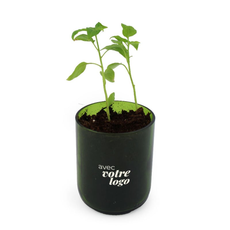 Kit de plantation en verre recyclé de bouteille_02
