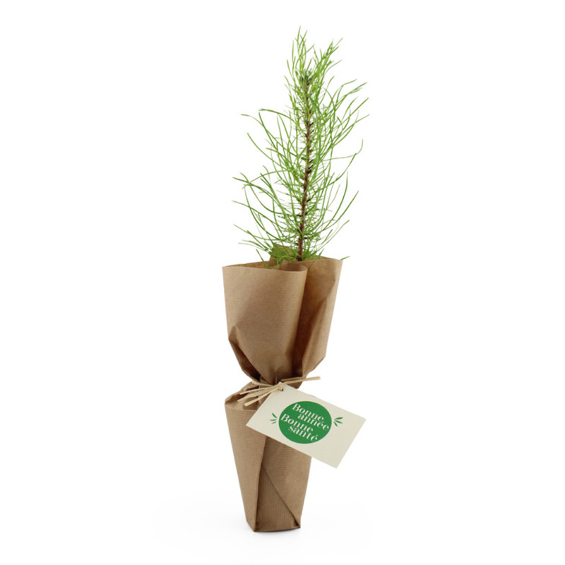 Plant d’arbre résineux en pot biodégradable _02