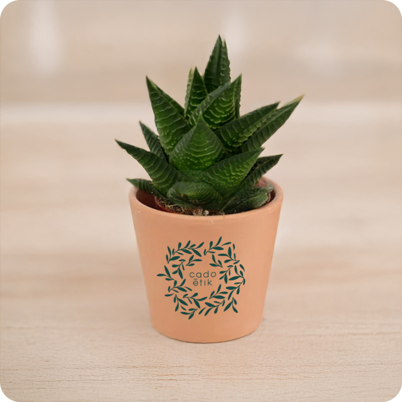 Mini plante dépolluante en pot céramique_05
