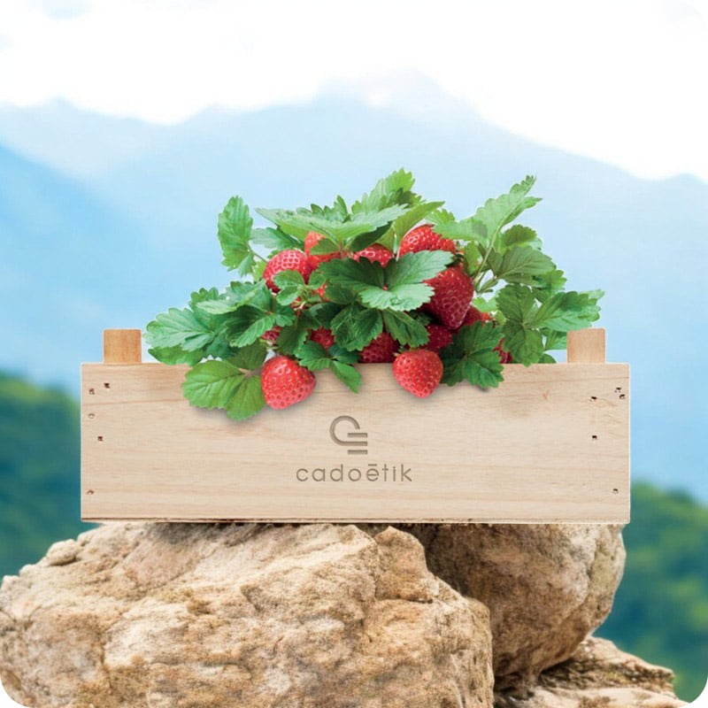Kit de plantation de fraises dans cagette en bois Strawberry_00