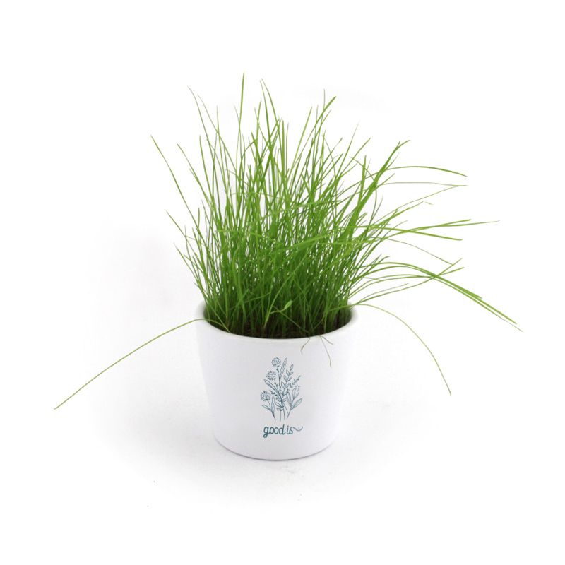 Kit de plantation dans un pot en céramique_04