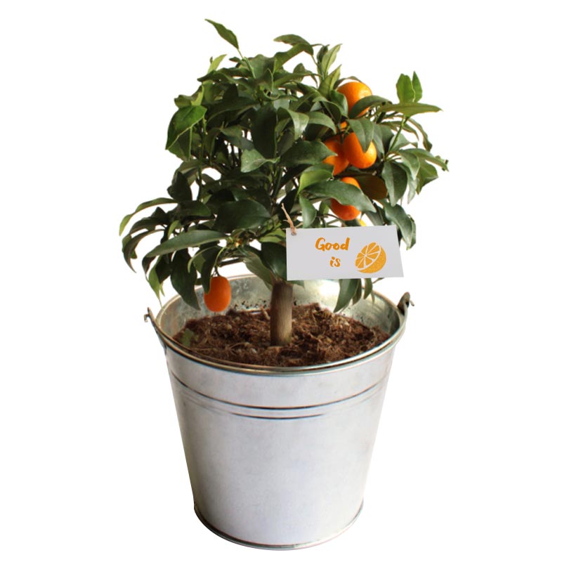 Oranger publicitaire - pot de 14/15 cm en zinc ou osier