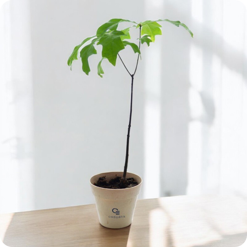 Plant d'arbre Prestige dans pot en fibre de bambou_00