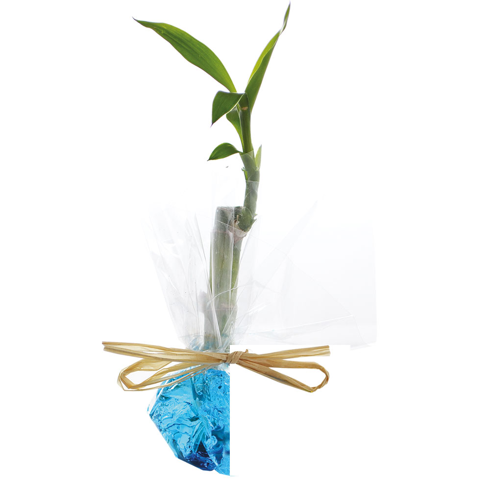 Canne chinoise avec grains d'eau colorés_Bleu