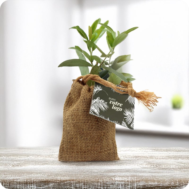 Mini plant d'arbre en pochon en jute_00