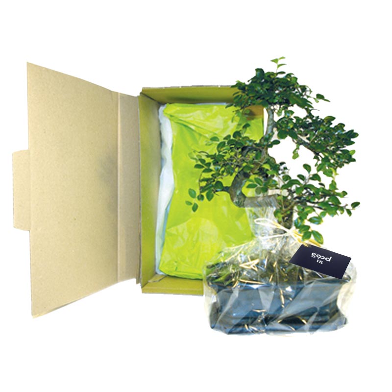 Coffret bonsaï torsadé dans pot en terre cuite_02