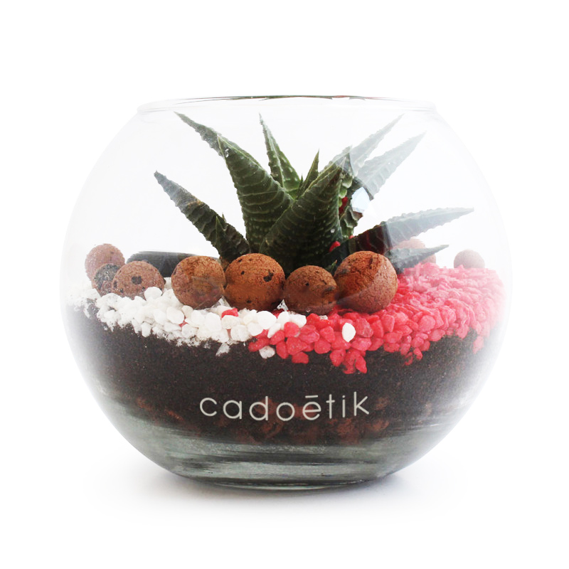 Petit terrarium avec kit de plantation publicitaire