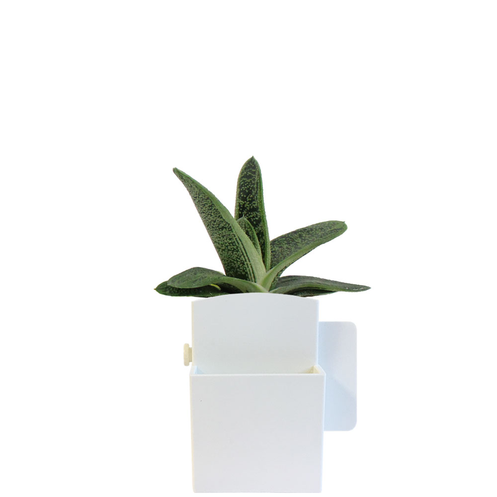 La végétal-Box avec plante dépolluante_Blanc