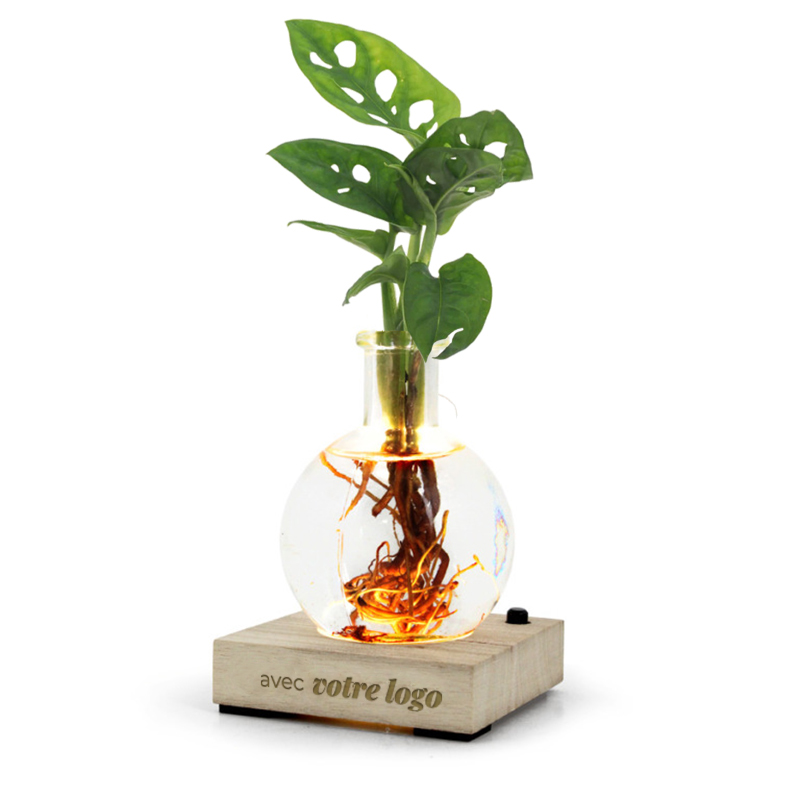 Plante dans un vase en verre avec socle en bois à LED_3