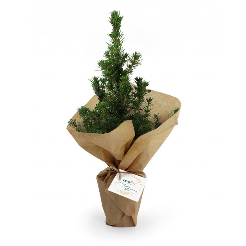 Sapin de Noël_03