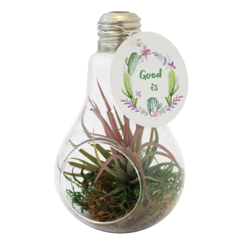 Terrarium ampoule en verre soufflé avec Tillandsia_03