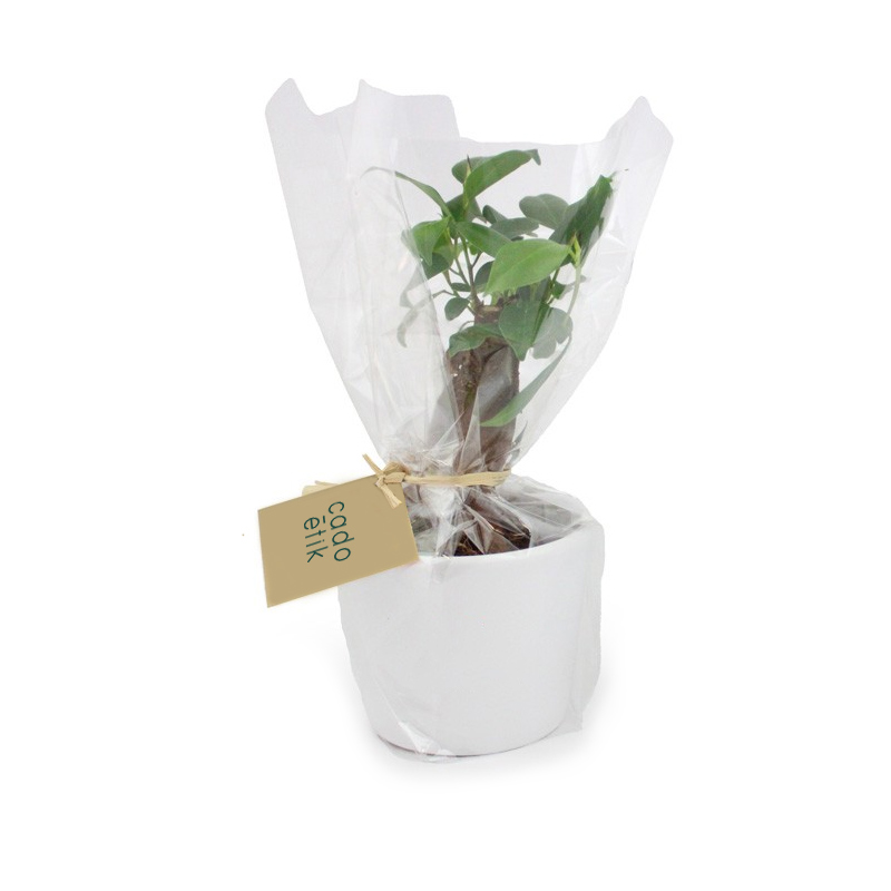 Plante personnalisée prestige en pot céramique de 9 cm_01