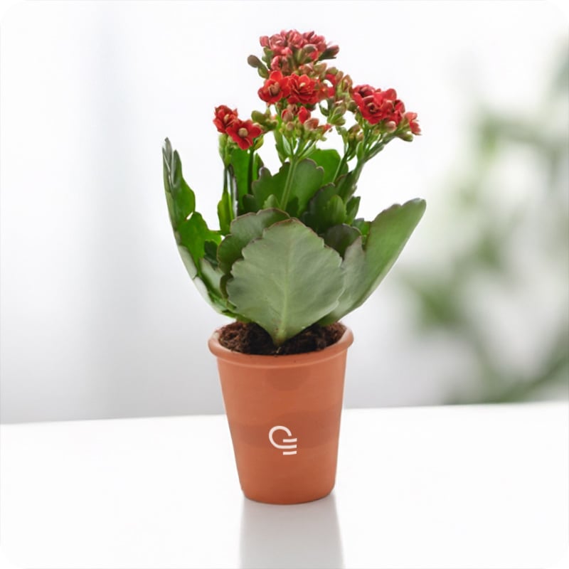 Mini plante fleurie dans pot en terre cuite_00