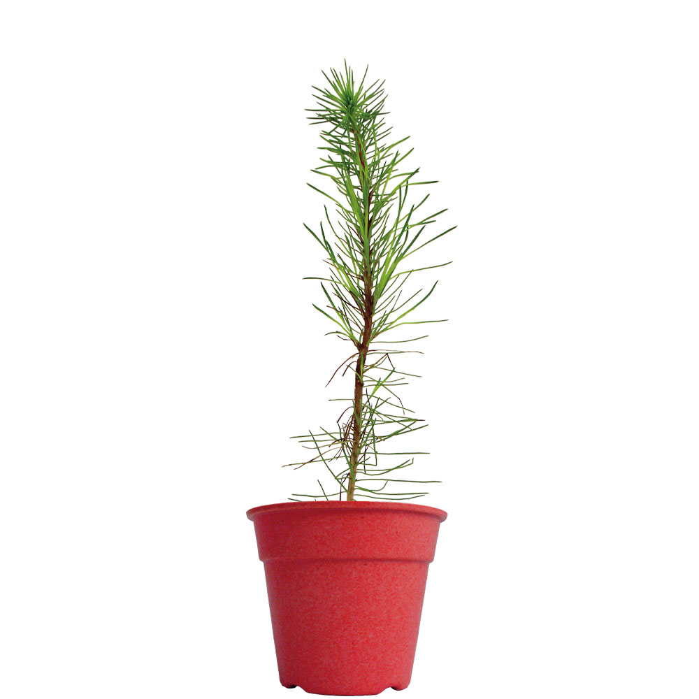 Plant d'arbre Résineux dans pot en fibre de bambou _Rouge