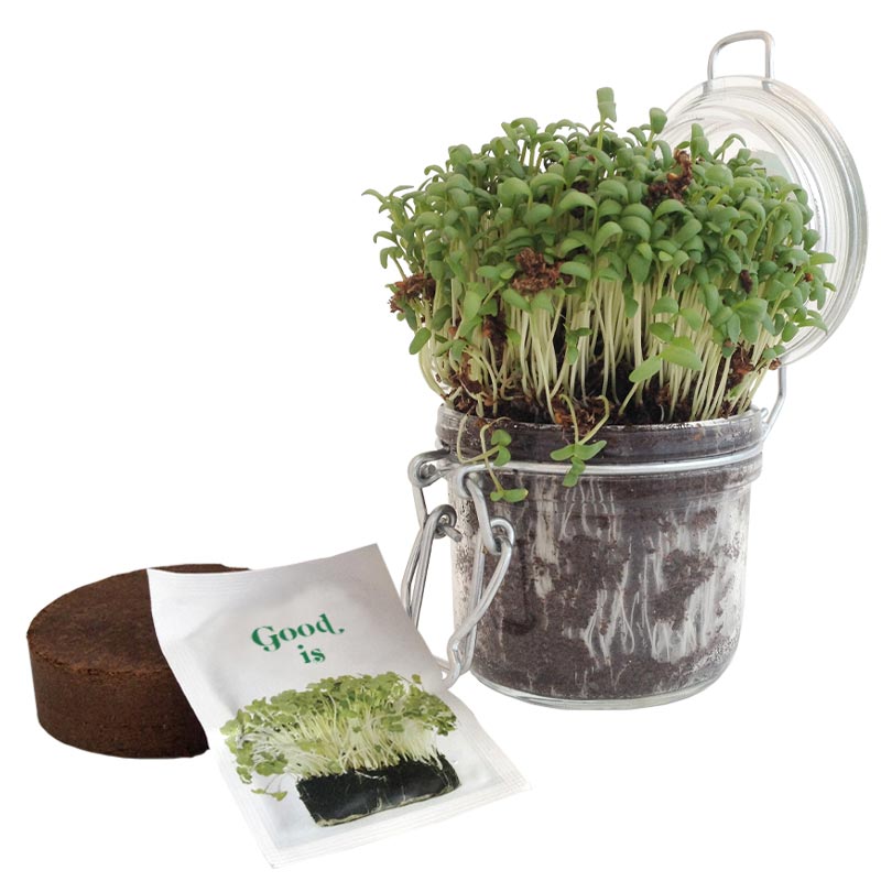 Kit de plantation dans un pot en verre_02