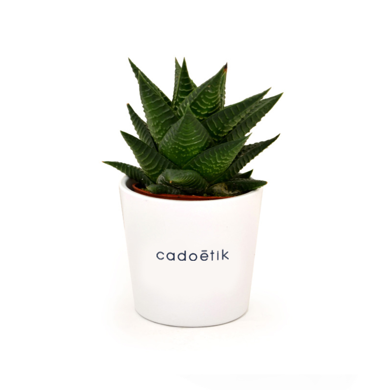 Goodies écologiques - Mini plante dépolluante en pot ceramique