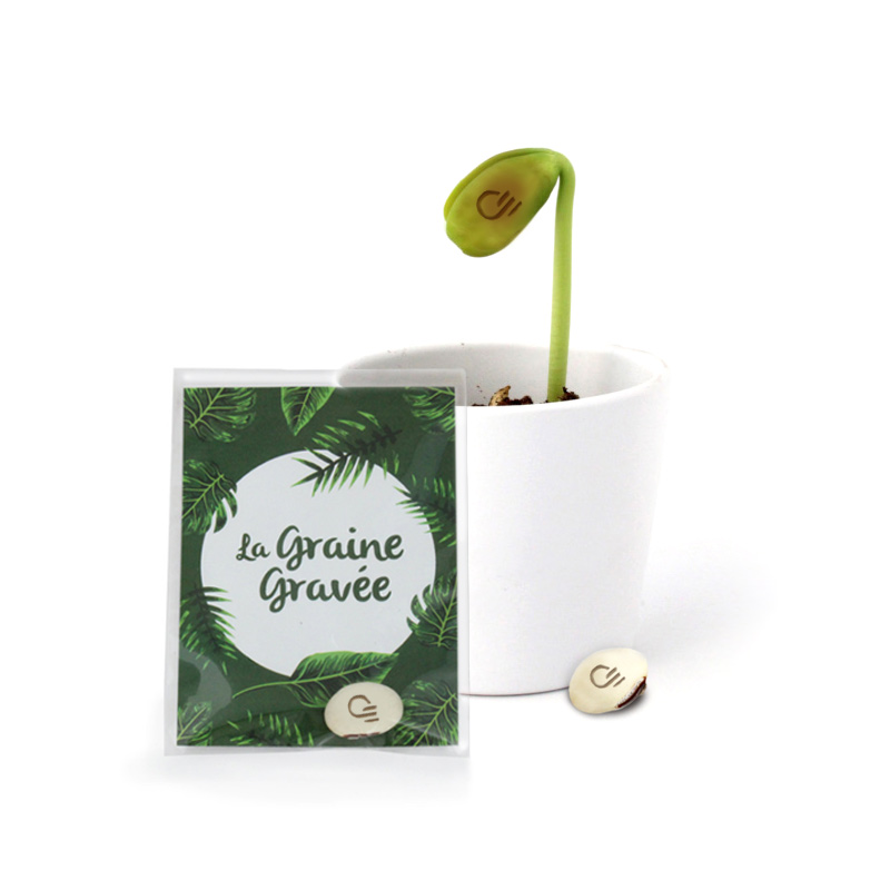 Goodies originaux - La graine gravée - haricot blanc