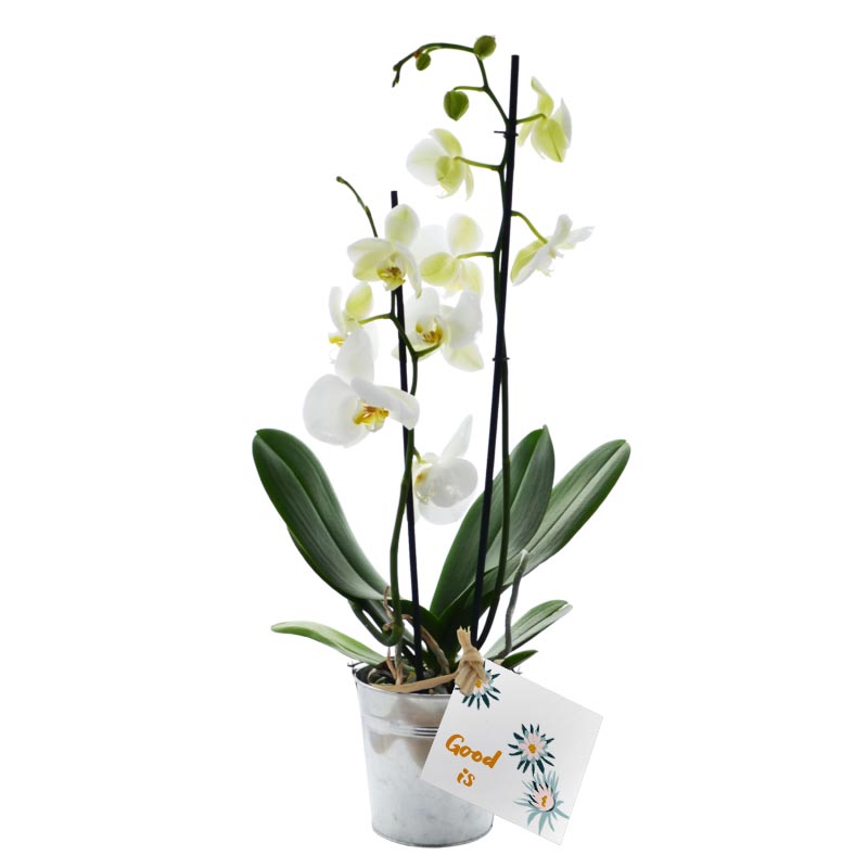 Plante publicitaire Orchidée